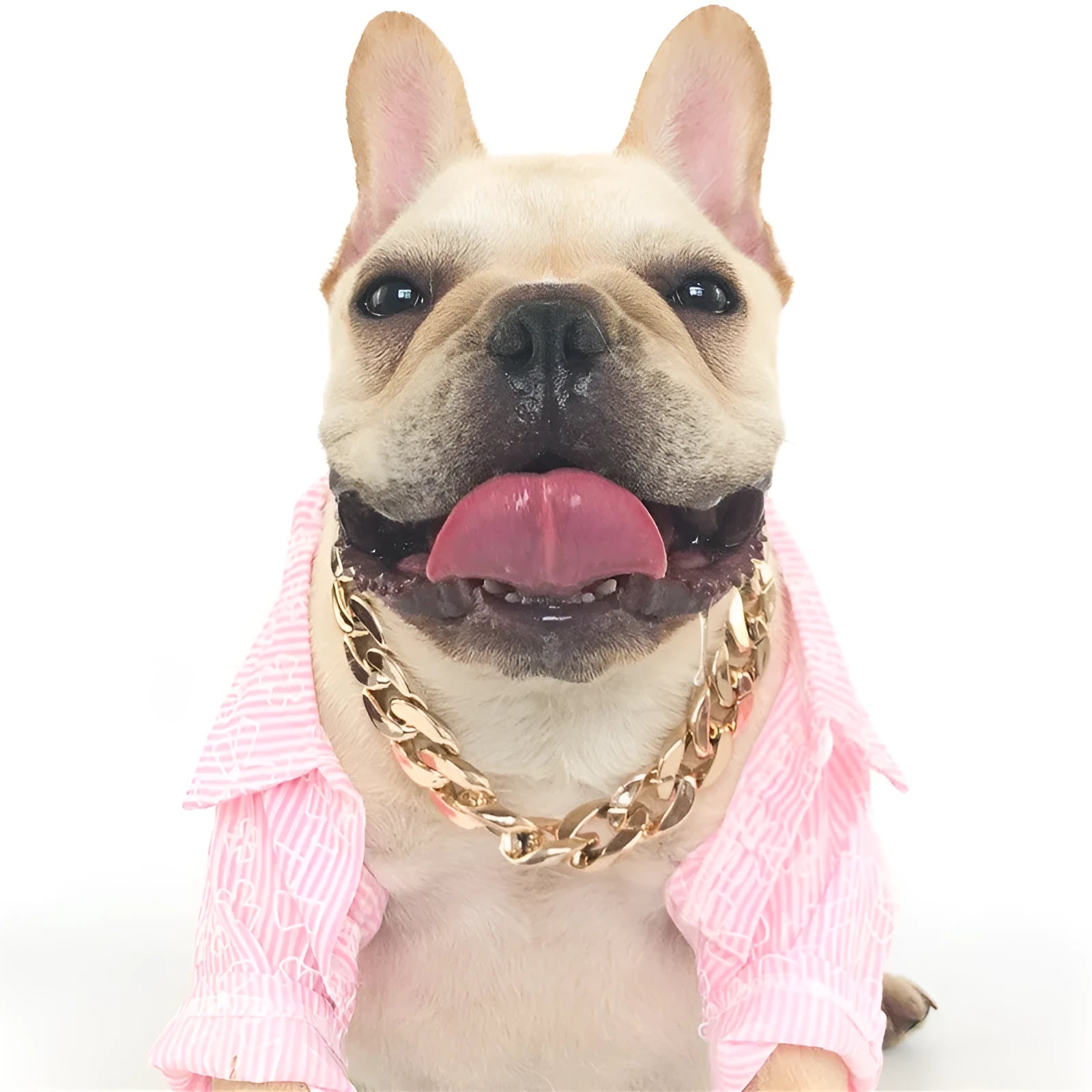 Gold colour chain dog collar with adjustable buckle for small to medium dogs
