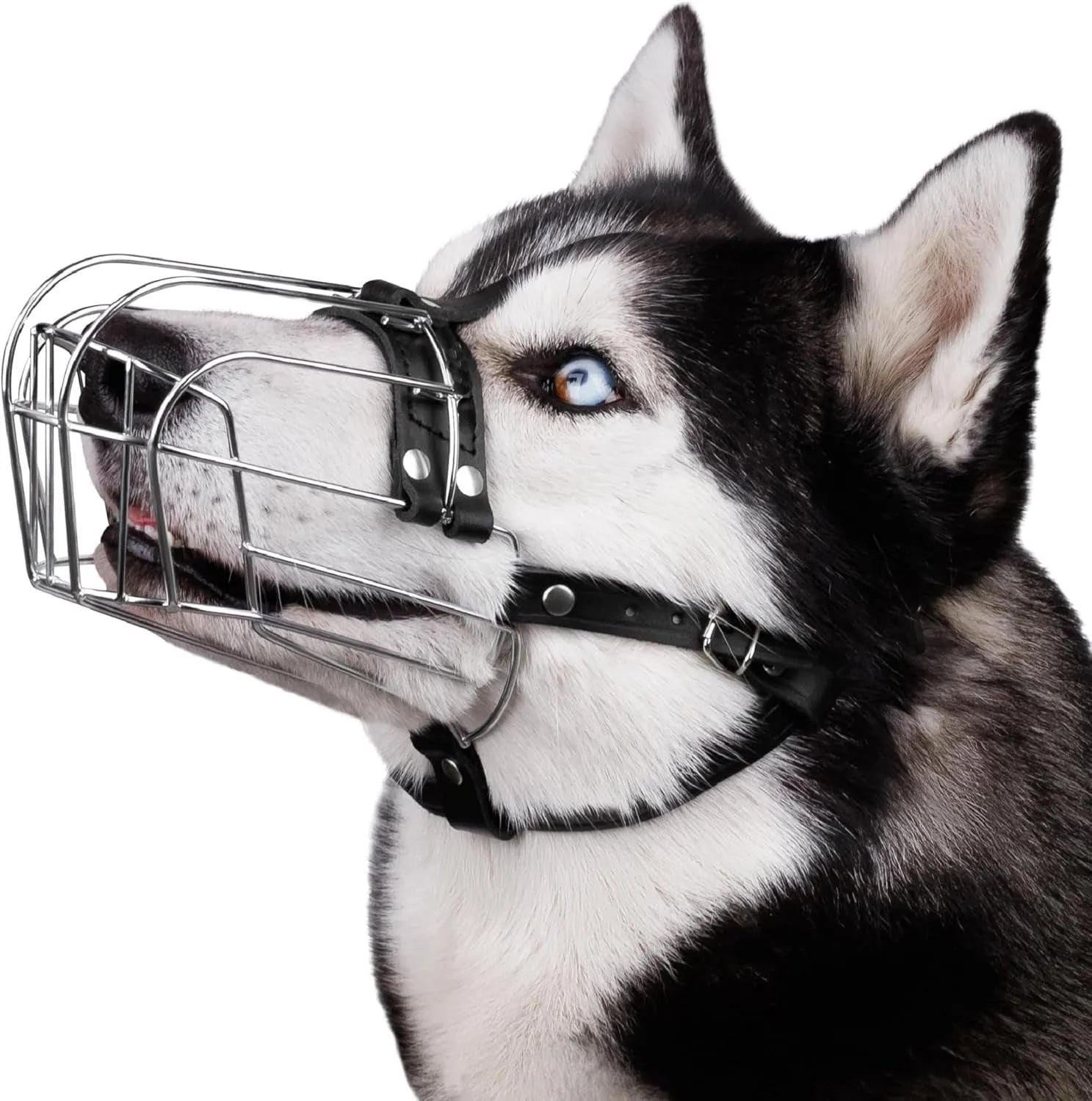 Black metal basket dog muzzle for large breeds, shown on a table with adjustable strap and buckle.