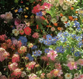 Packet of Purpleflower Holly Leaf mixed wildflower seeds showing seed quantity options: 1000, 5000, 10000 seeds.