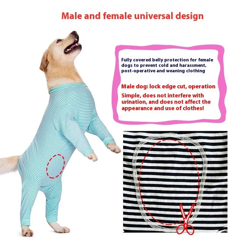 Striped four-legged dog shirt on golden retriever in sky blue colour