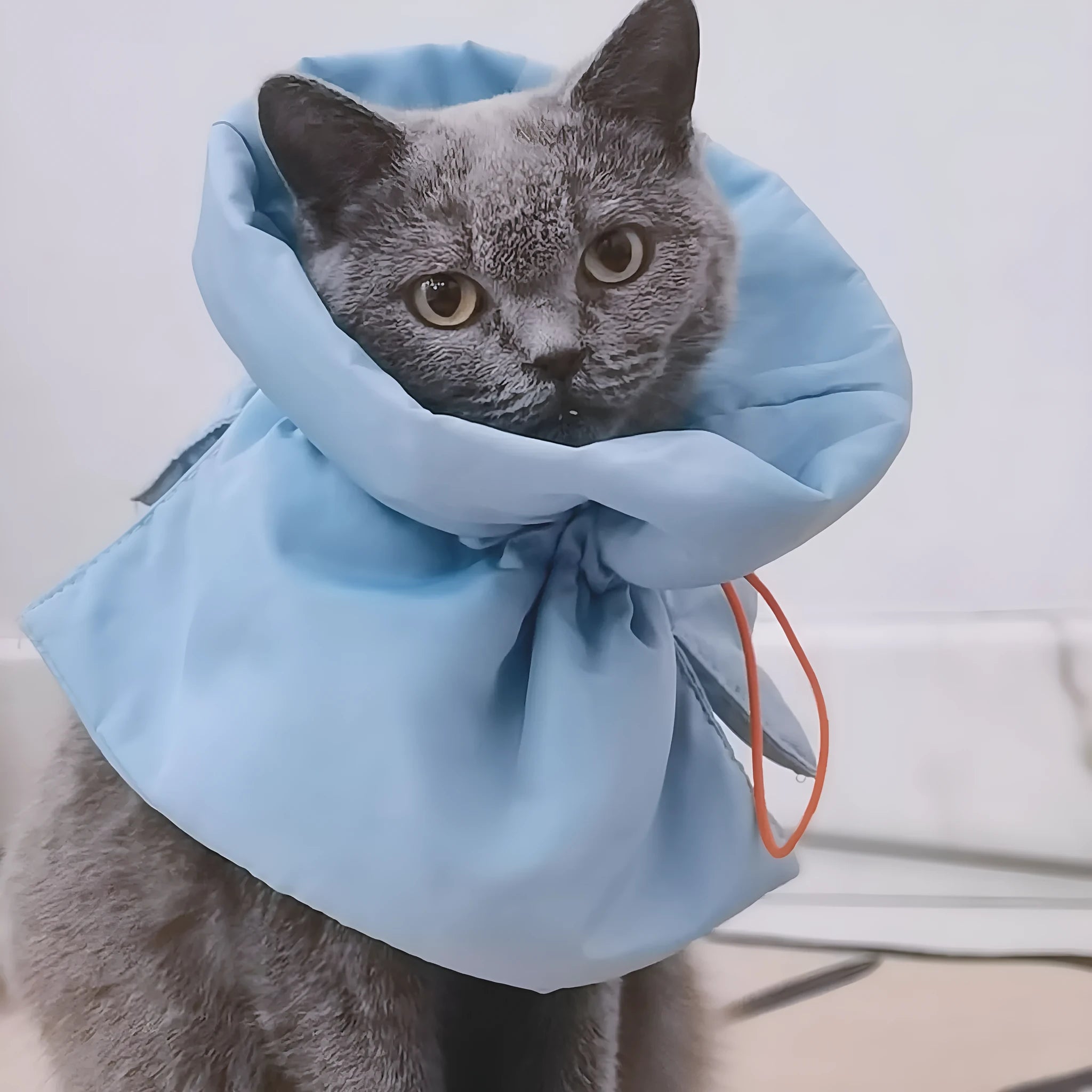 Soft blue adjustable Elizabethan recovery collar for cat on a white background