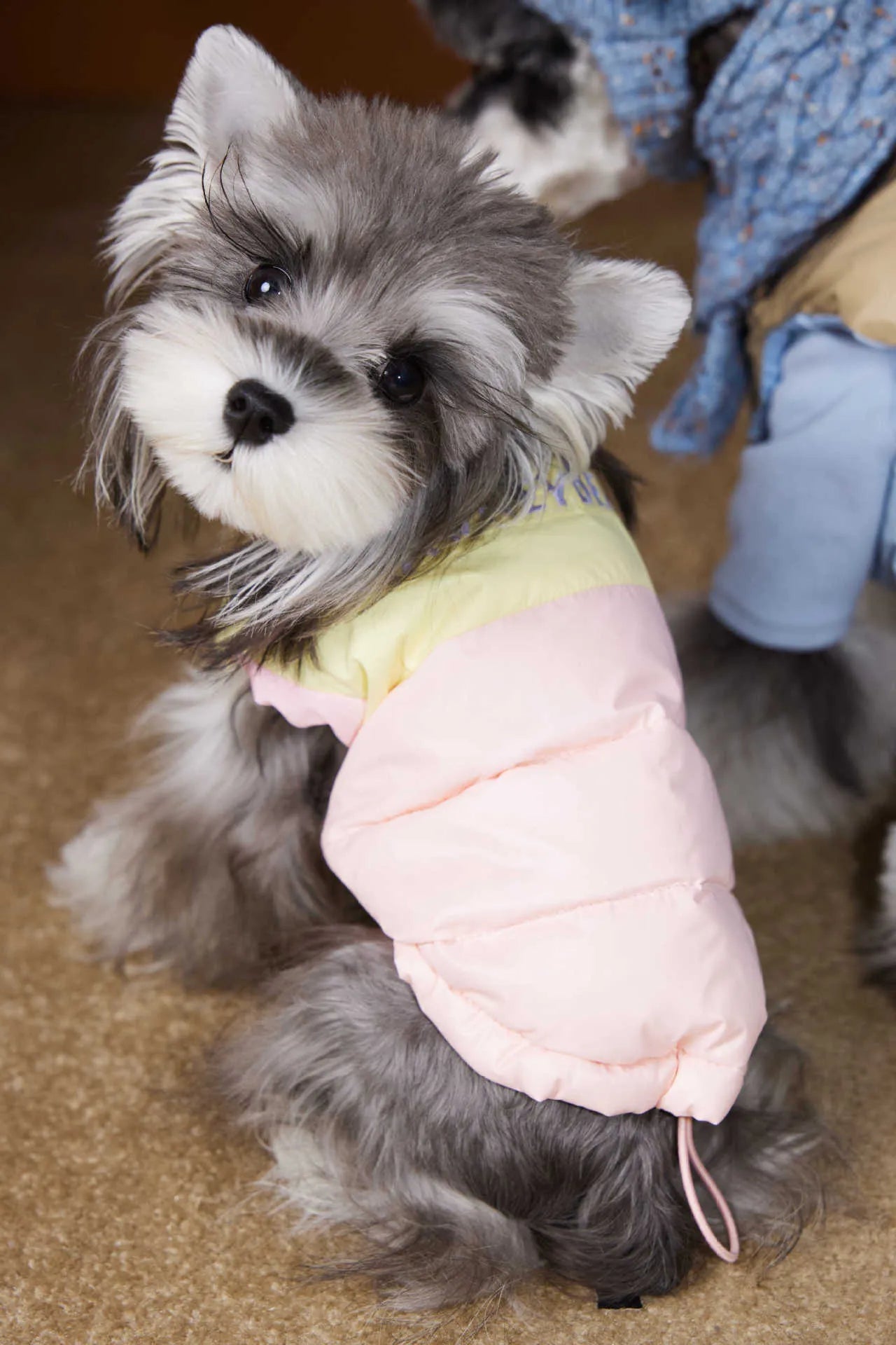 Blue polyester dog vest for small breeds like Teddy Schnauzer Bichon autumn winter wear