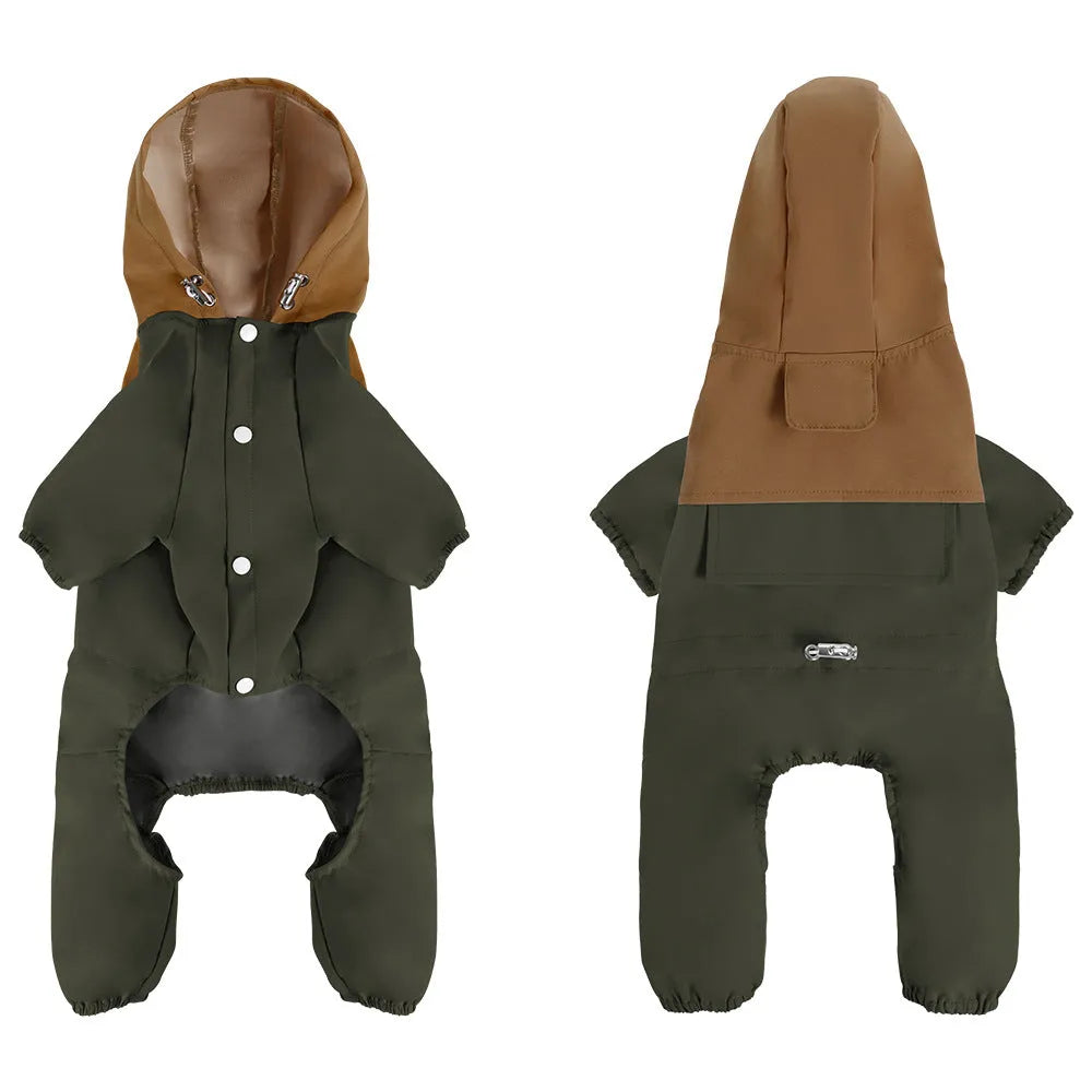 A small dog wearing a khaki-colour British-style waterproof shell jacket with an adjustable belly strap.