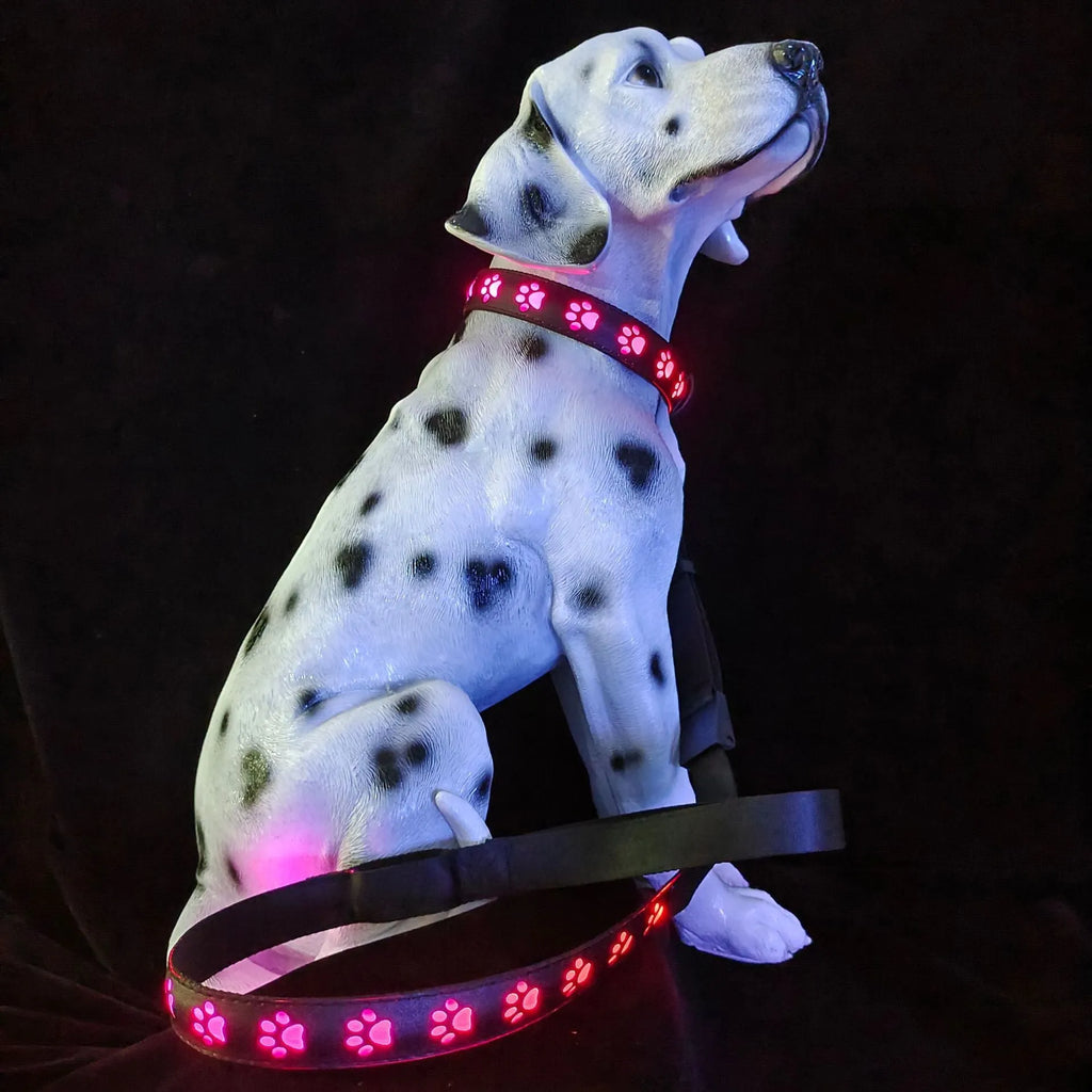LED luminous dog collar with colourful paw print design, showing USB charging port and adjustable strap.