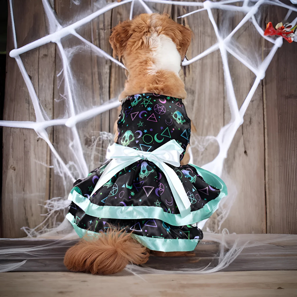 Colourful Halloween dog skirt with pumpkin print on a small dog.