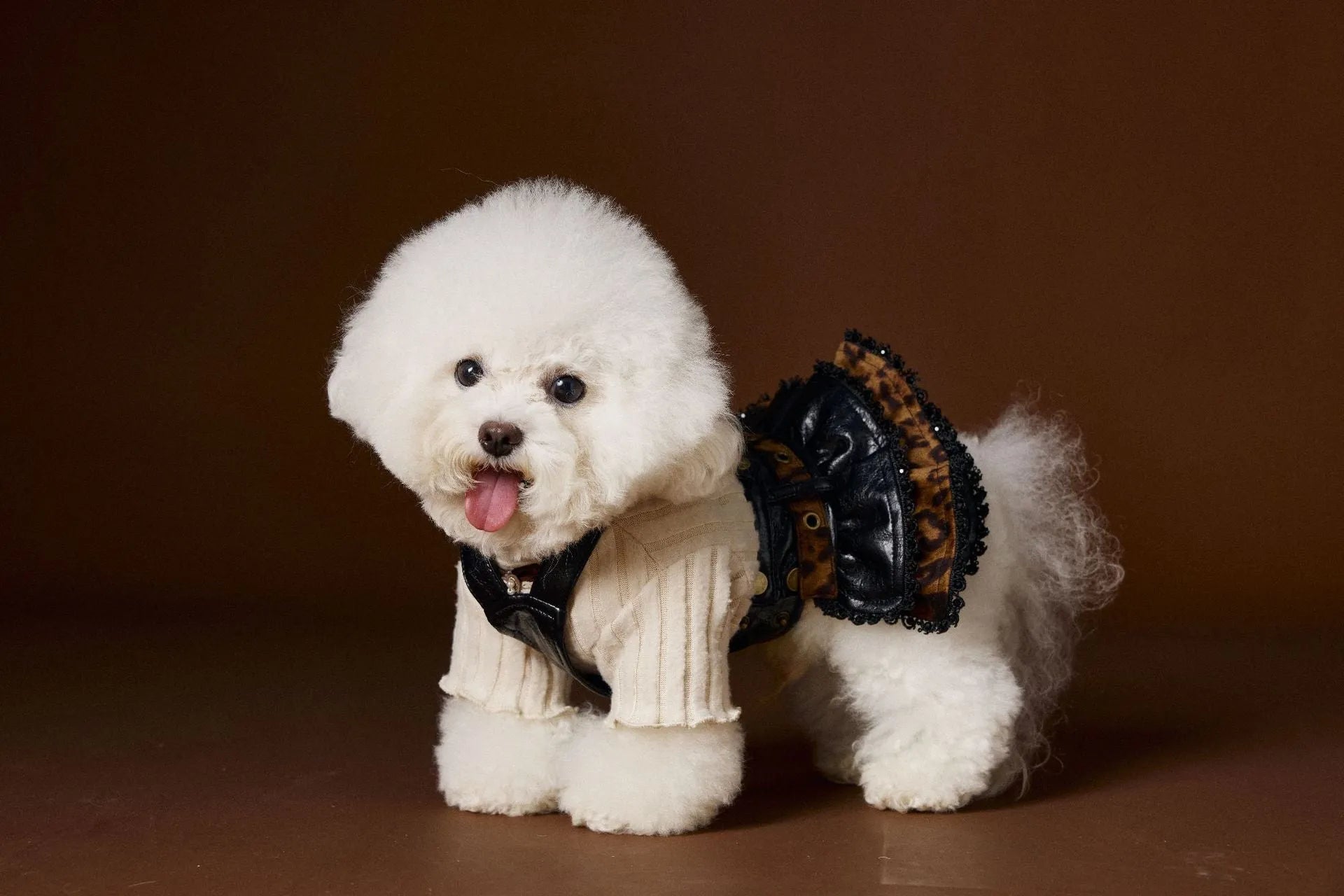 Small dog wearing a casual lace bow bottoming shirt in beige colour, side view