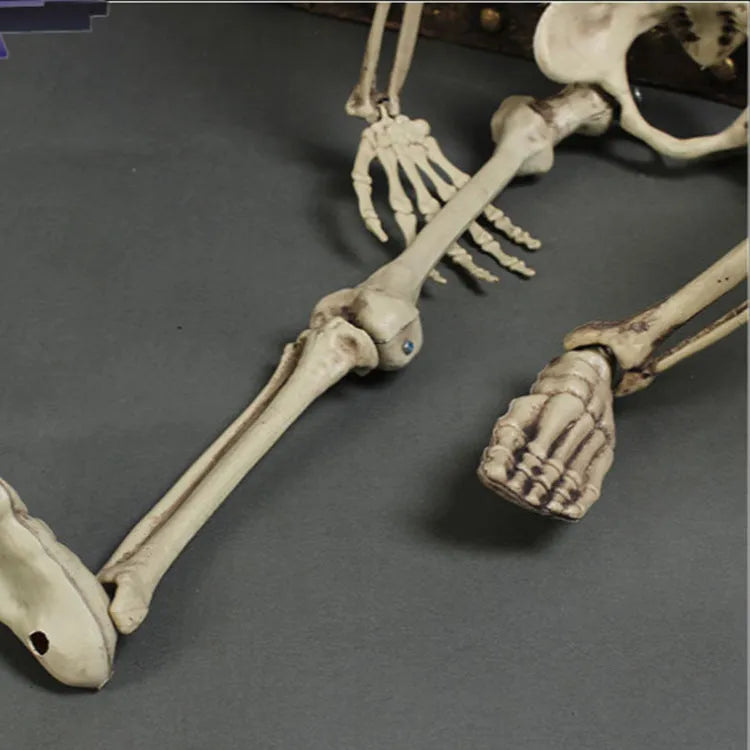 Full-size 170cm tall plastic skeleton prop with detailed skull and bone structure