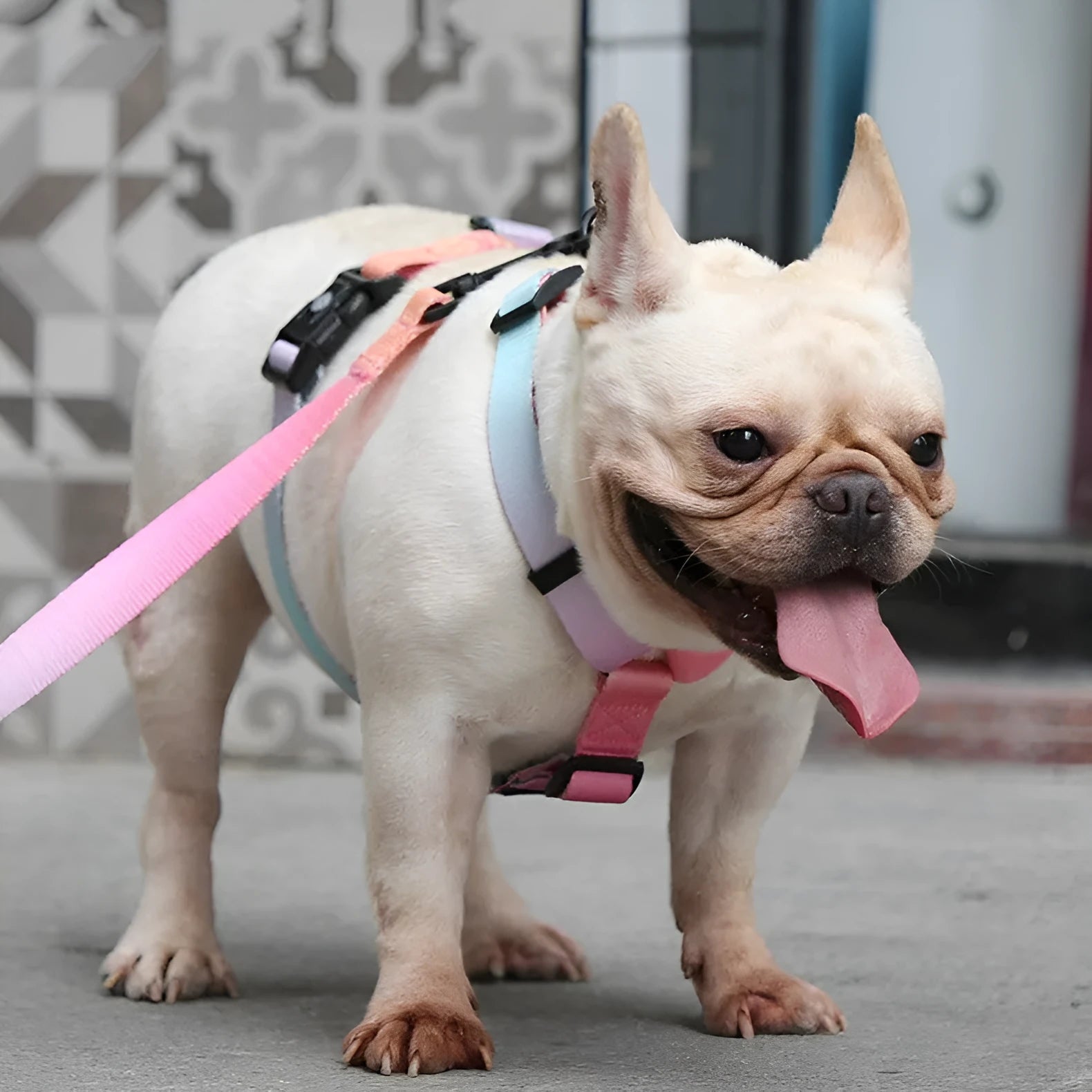 Gradient colour pet walking chest strap in polyester with scenic design and adjustable sizing
