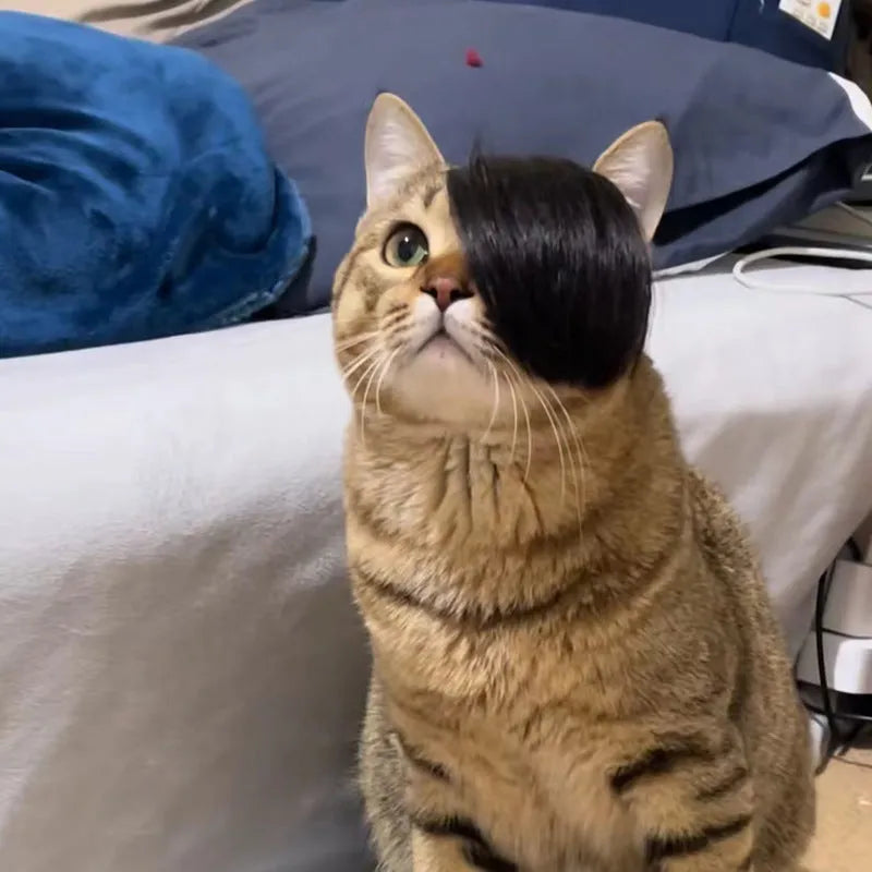 Black polyester imitation braid wig designed for a cat to wear