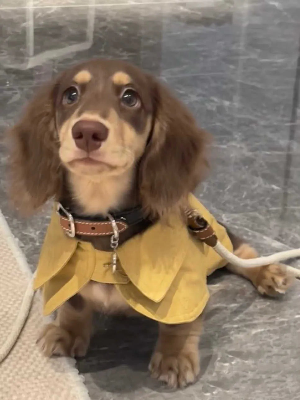 Small dog wearing a cheese yellow British style shawl windbreaker coat on a walk