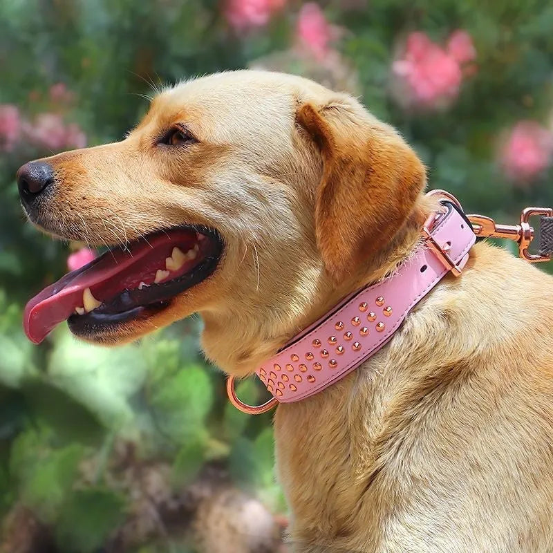 Leather dog collar with metal rivets and buckle in chocolate colour on a white background.