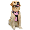 Large dog vest leash adjustable nylon chest strap harness in blue on dog ready for walk