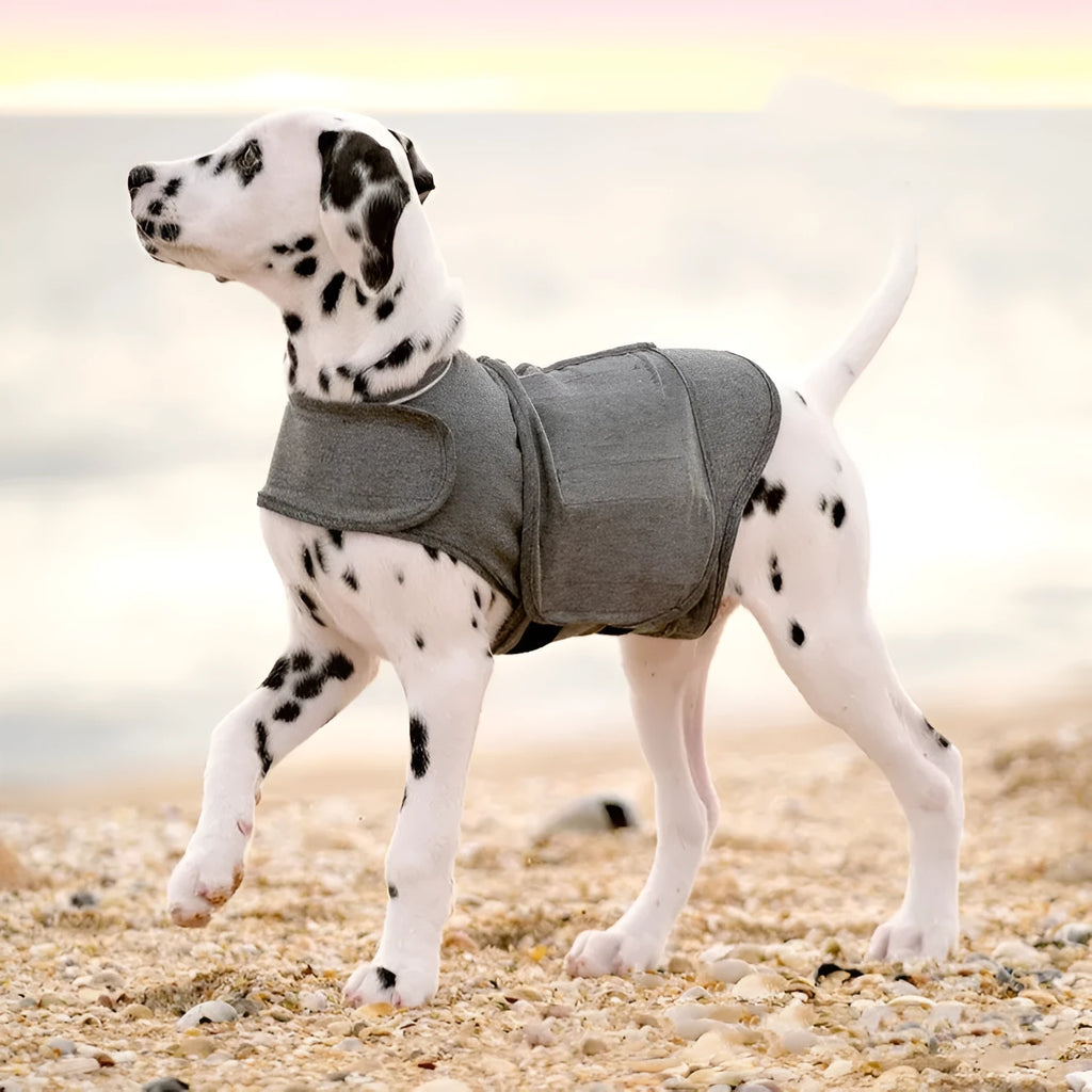Heather grey dog anxiety vest made from brocade cotton fabric on a medium-sized dog.
