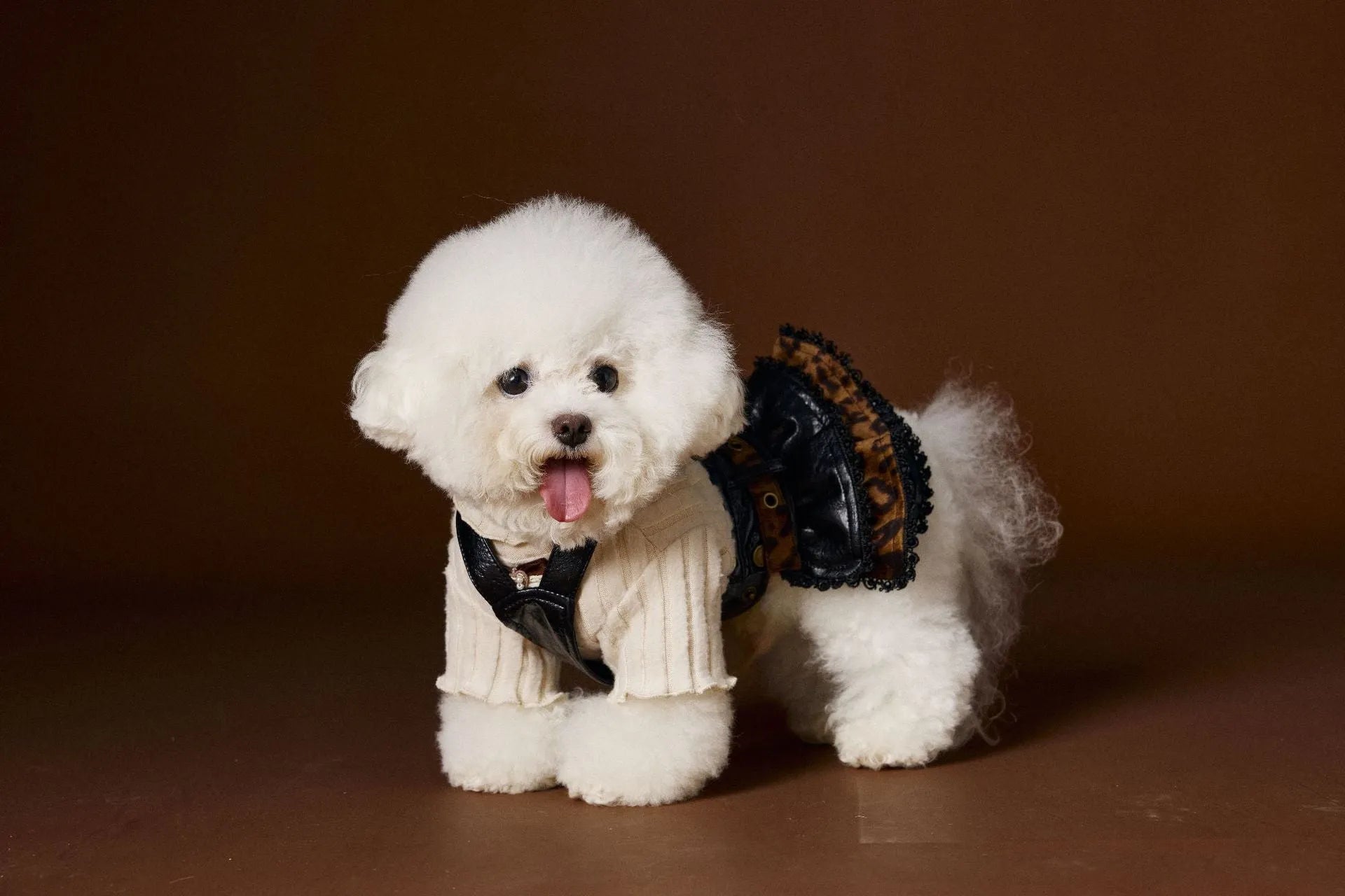 Small dog wearing a casual lace bow bottoming shirt in beige colour, side view