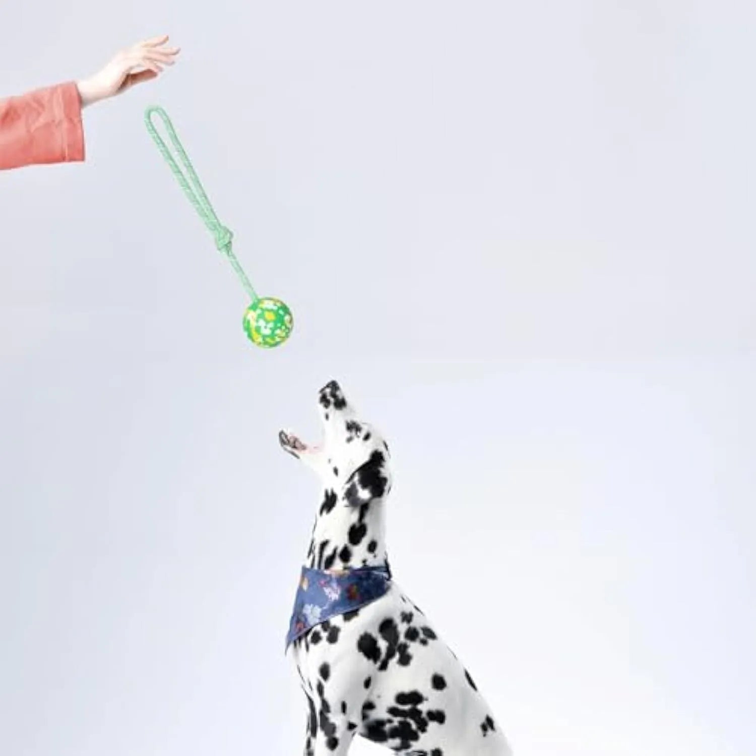 Natural rubber dog ball attached to a blue nylon rope for fetch and tug-of-war games.