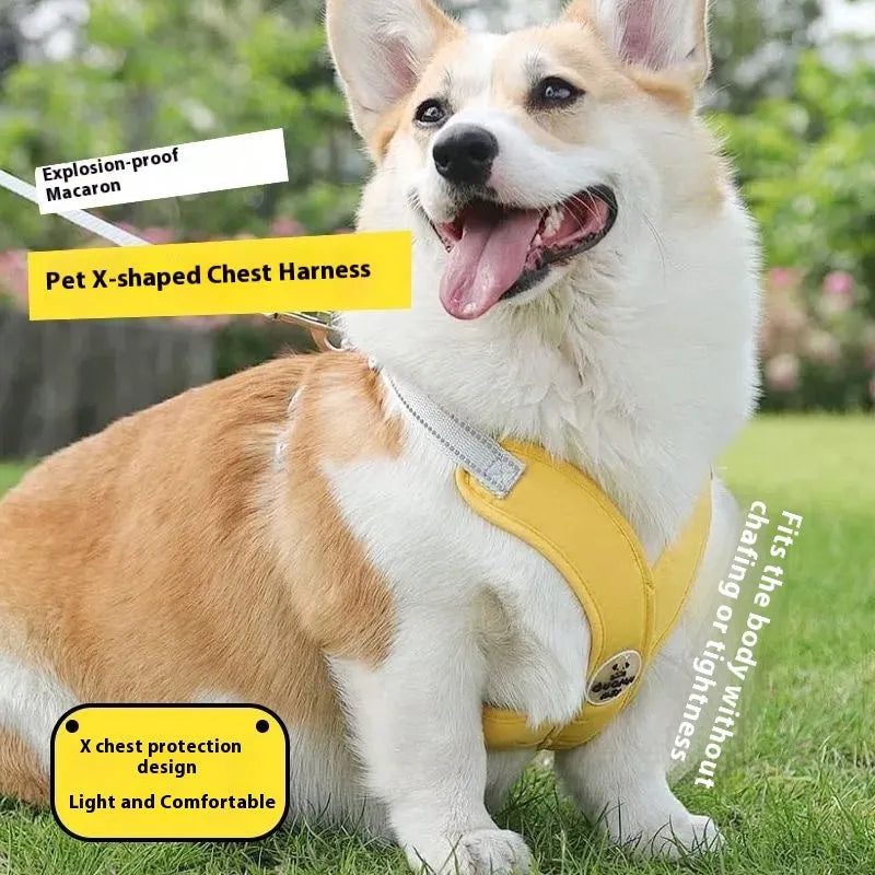 Blue polyester dog vest with an attached hand-holding lead, shown on a model dog.