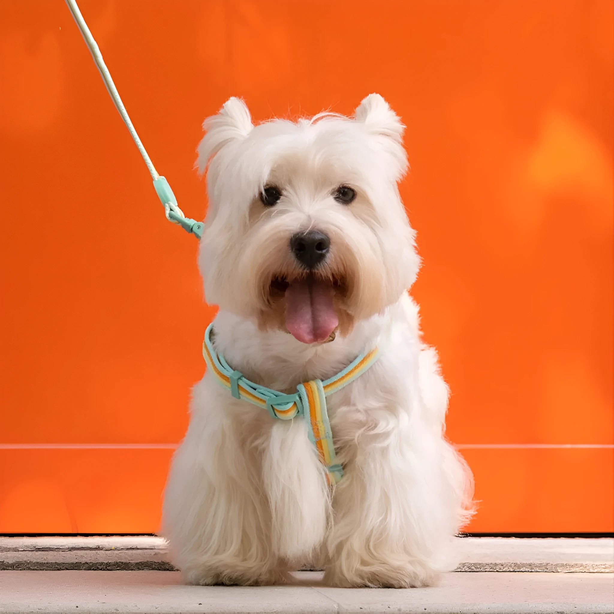 Retro dog collar and chest back harness set for small and medium dogs with hand-holding rope in multiple colours