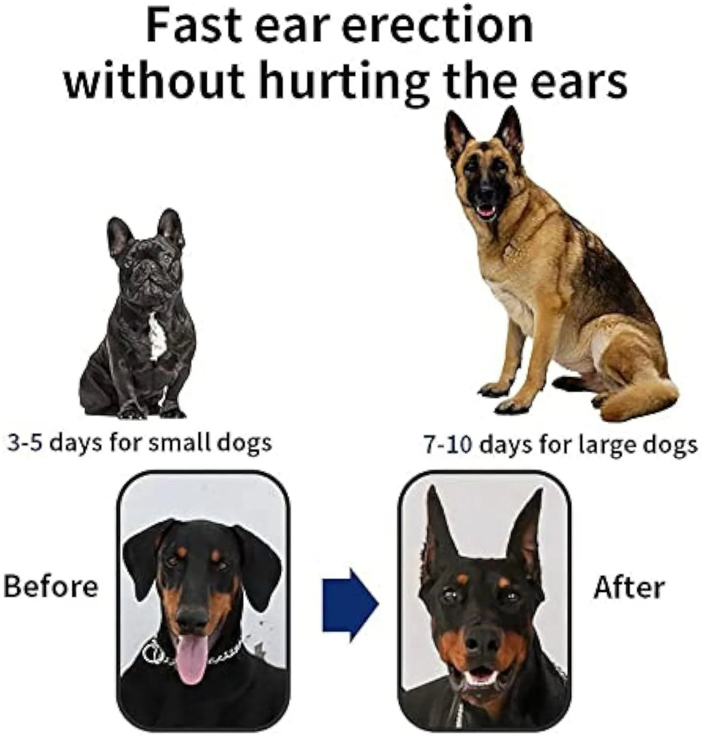 Dog ear stand up support sticker on Doberman puppy ear with adjustable fit