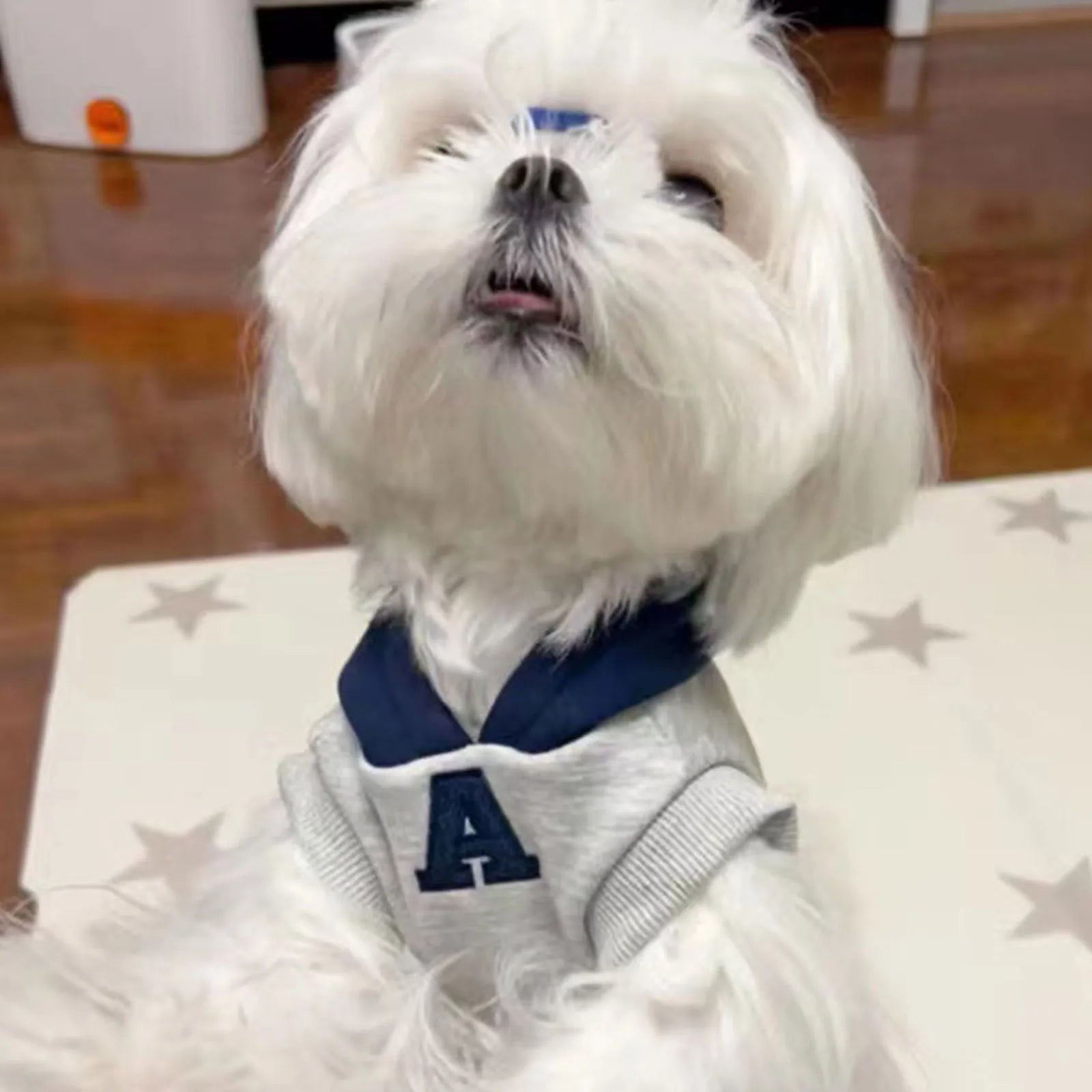 Blue and grey white slim-fitting pet hoodie with reflective letters for cats and dogs