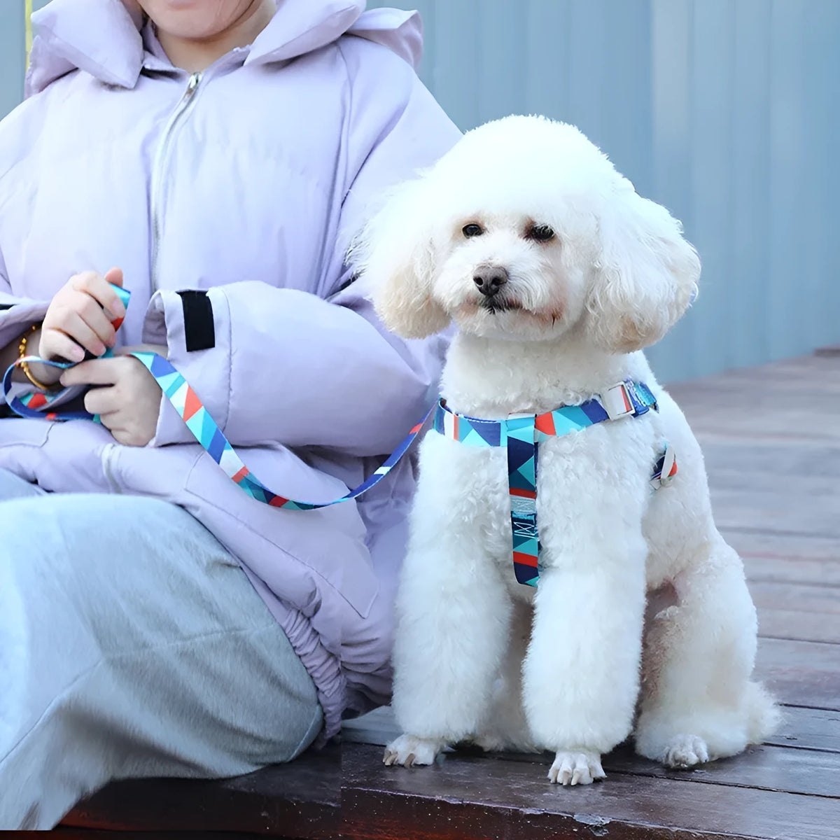 Polyester dog vest printing haulage rope package in blue with chest strap and traction rope