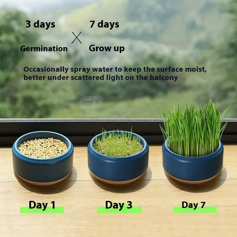 Blue hydroponic cat grass kit with planter cup and five packs of seeds.