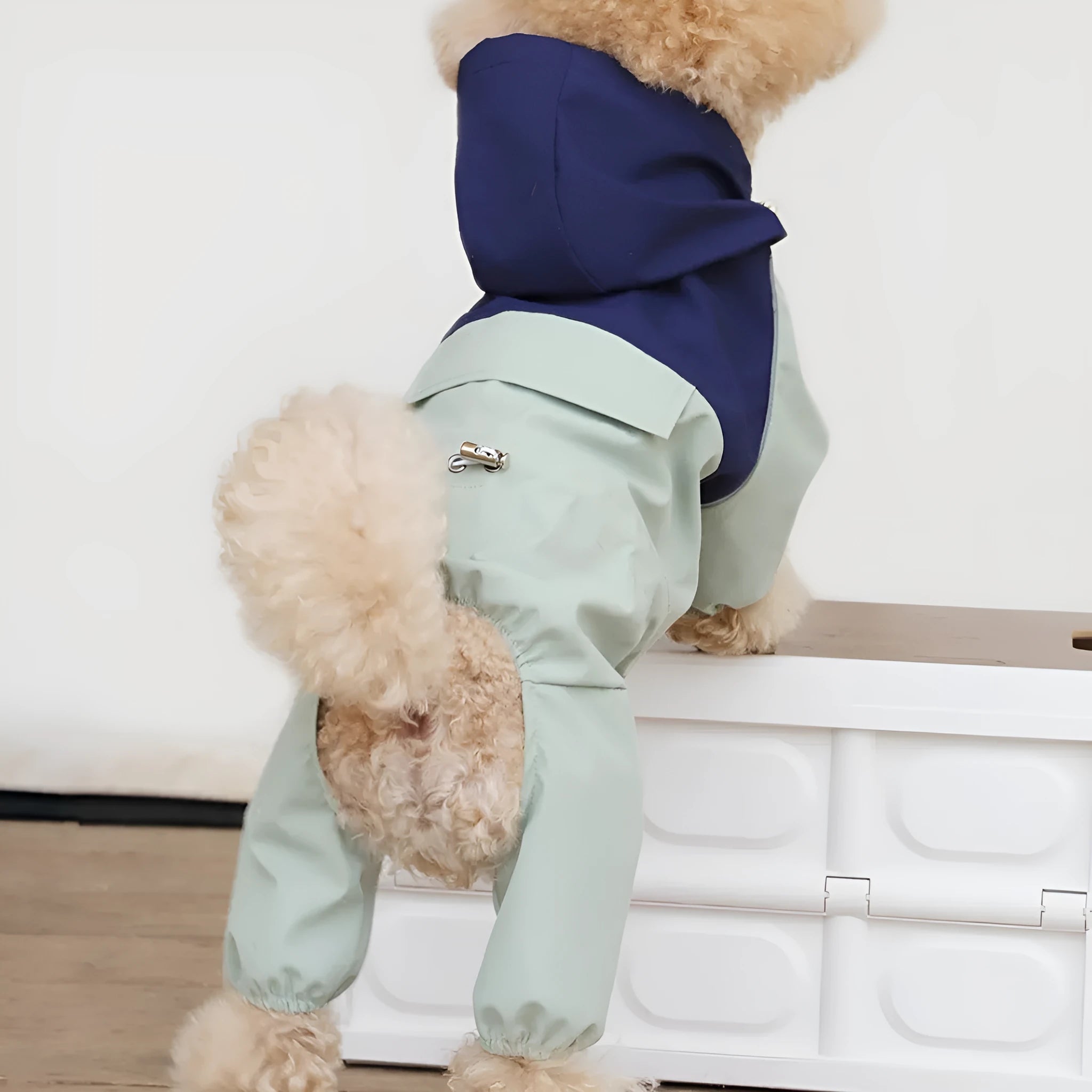 A small dog wearing a khaki-colour British-style waterproof shell jacket with an adjustable belly strap.