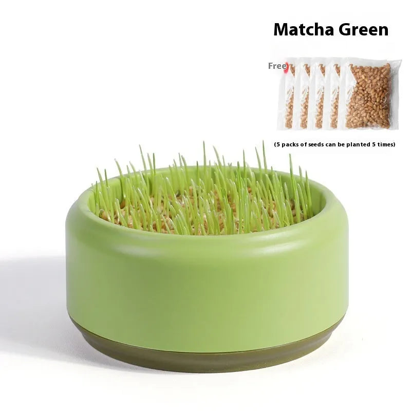 Hydroponic cat grass kit with cultivation cup and seed packs in blue, green, and yellow options