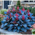 Packet of Coloured Leaves Jade Barrettes potted flower seeds containing 50 tablets.