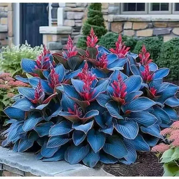 Packet of Coloured Leaves Jade Barrettes potted flower seeds containing 50 tablets.