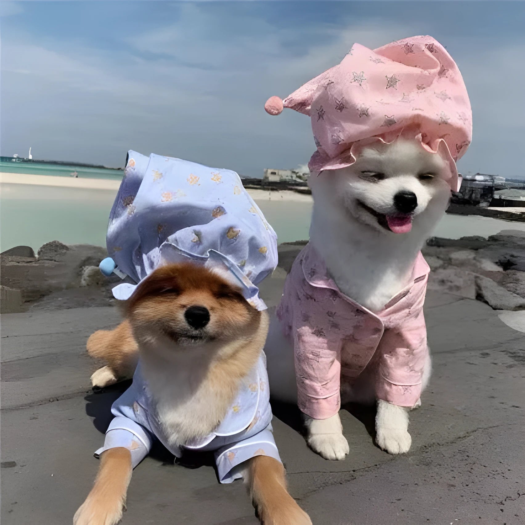 Korean spring blue star-patterned cotton pet pajama suit for dogs and cats