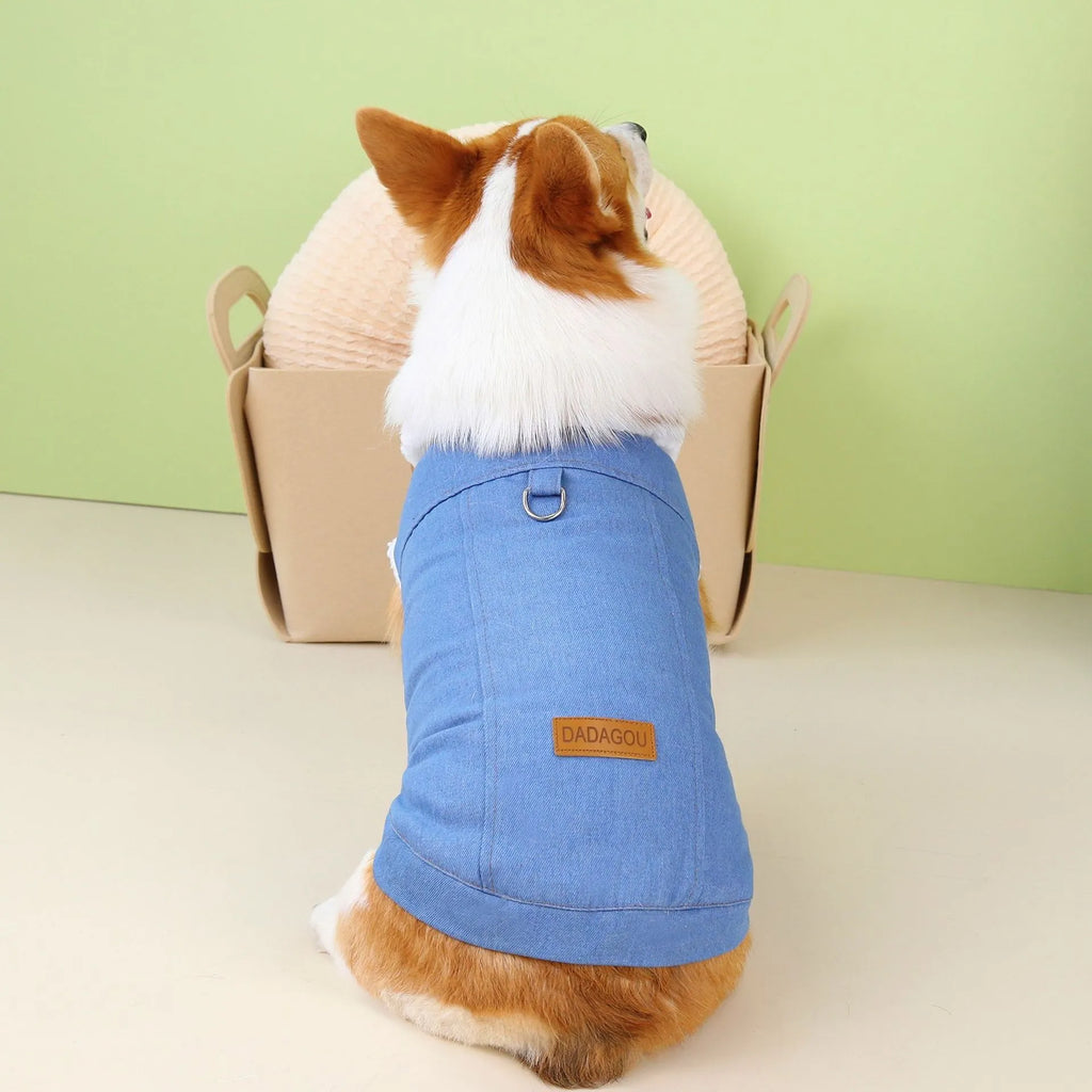Dark blue denim cotton coat for corgi dog on mannequin showing size and jacket style